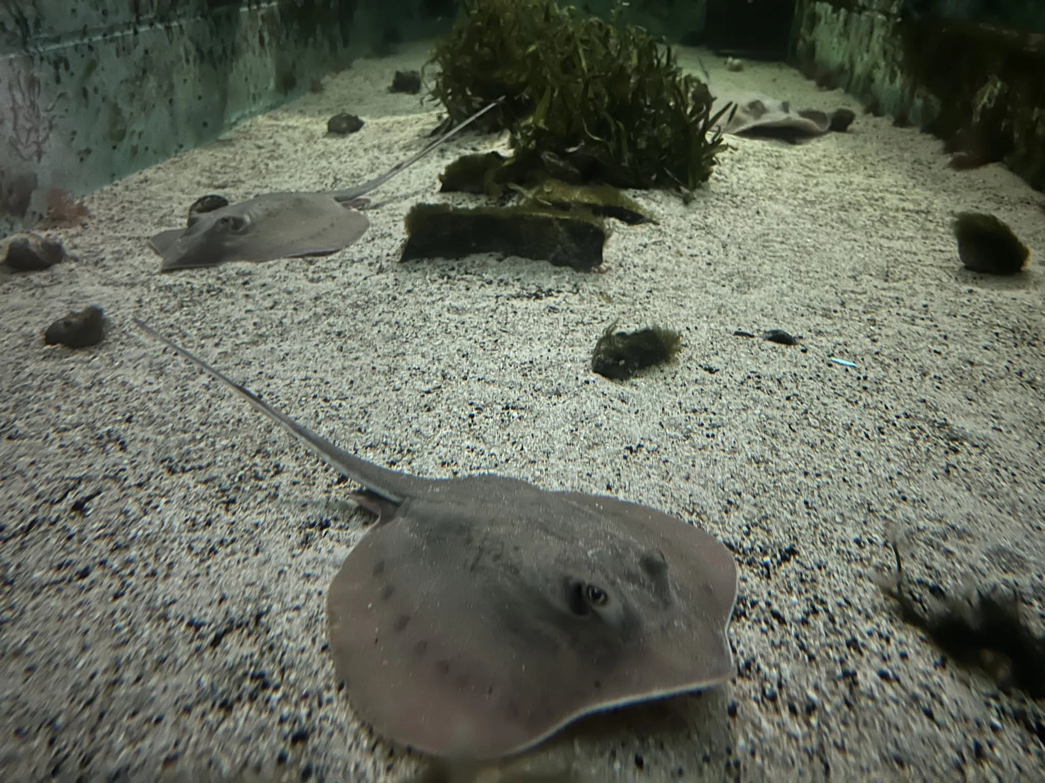 Atlantic stingrays