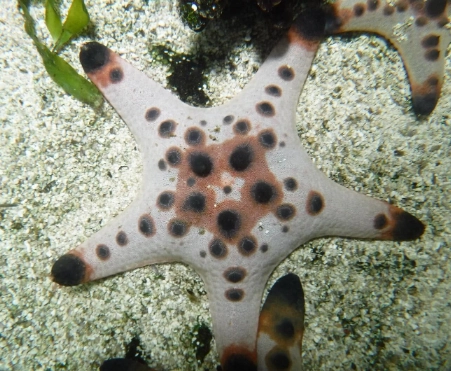 Chocolate chip starfish
