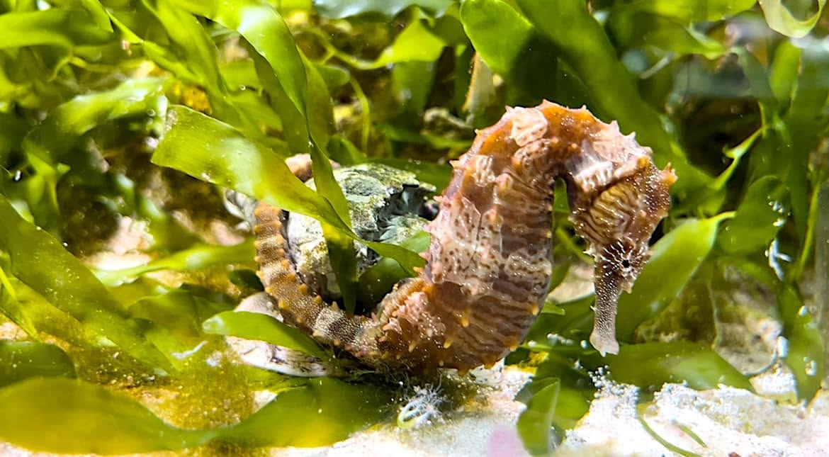 Lined seahorse