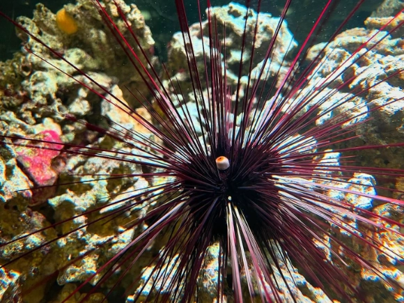 Long spined diadema urchin