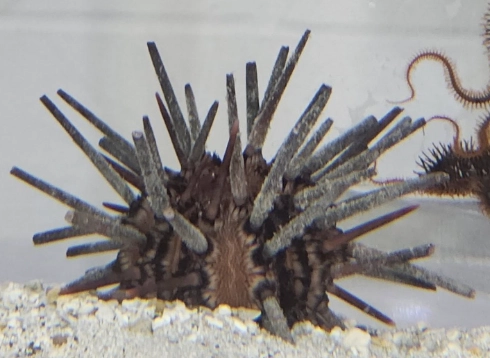 Pencil urchin